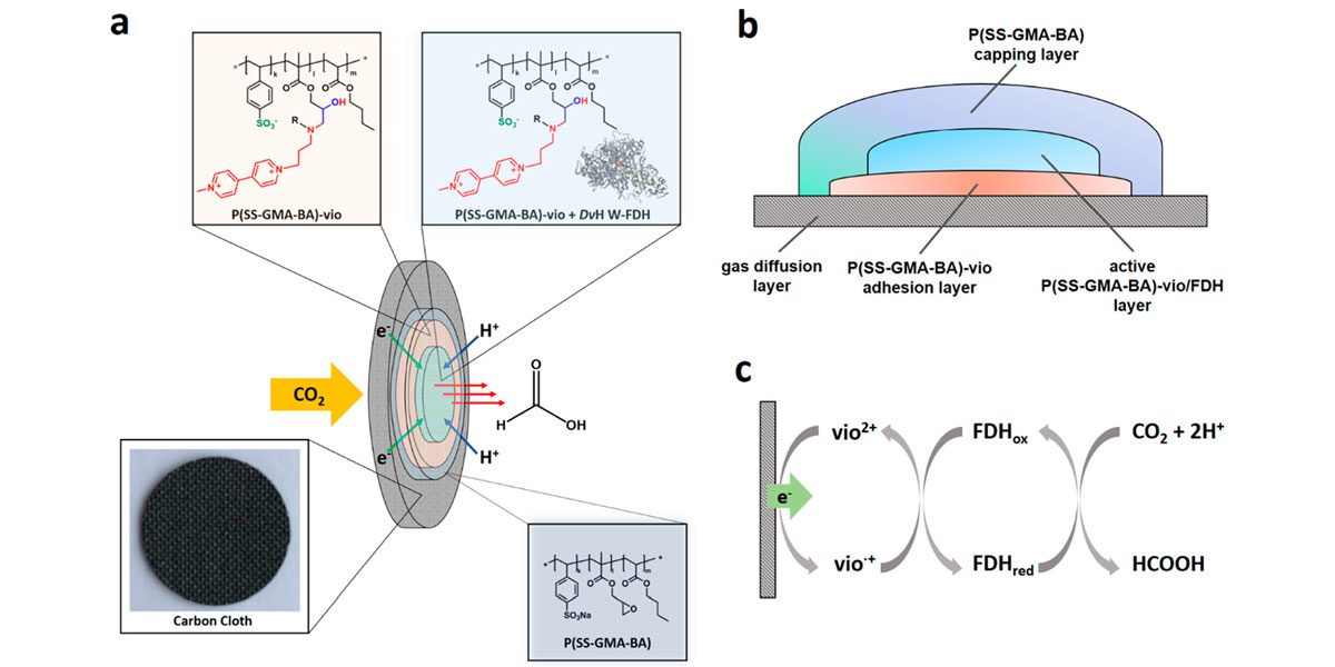 Electroenzymatic CO2 highlights